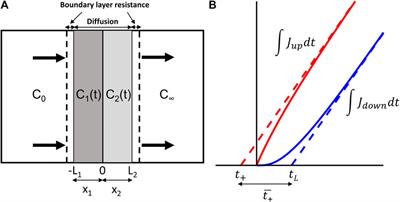 Transient Diffusion in Bi-Layer Composites With Mass Transfer Resistance: Exact Solution and Time Lag Analysis